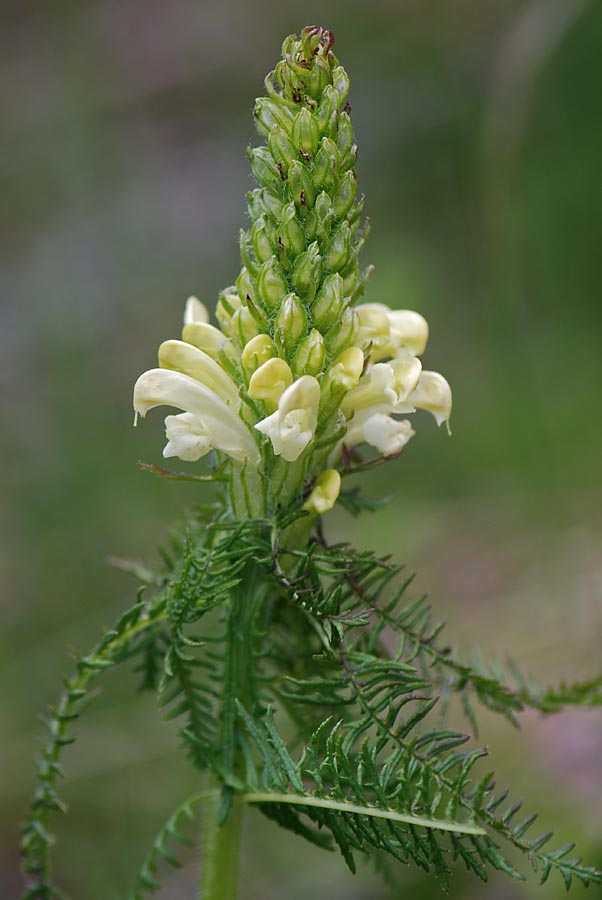 Pedicularis comosa